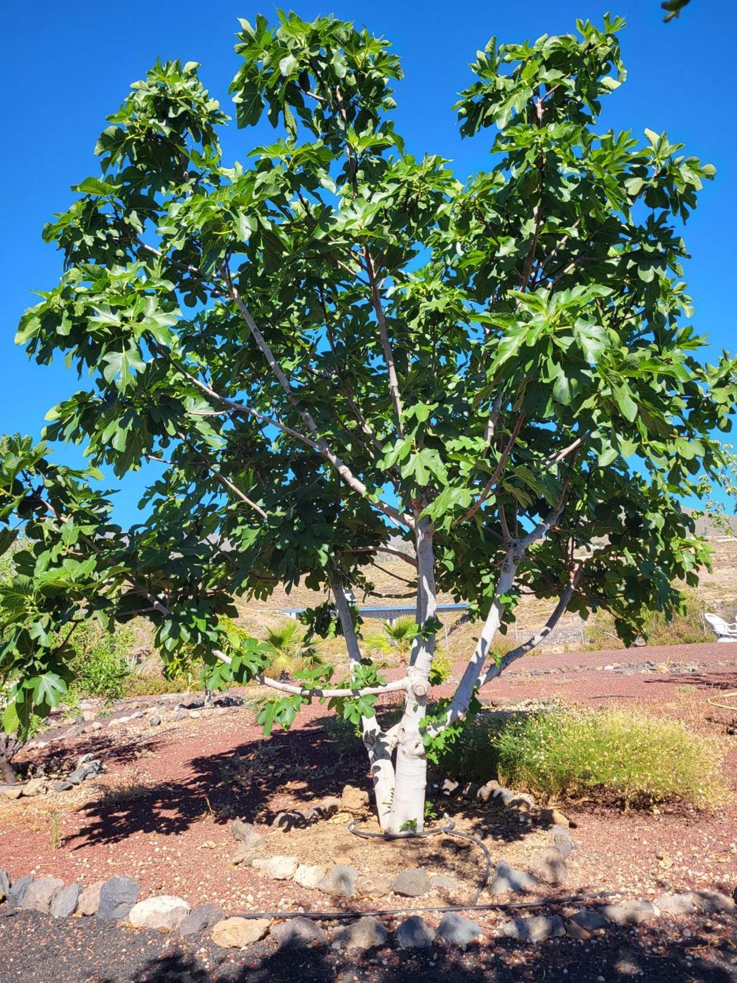 Finca Arcoiris Tenerife Vv Guia de Isora  Luaran gambar